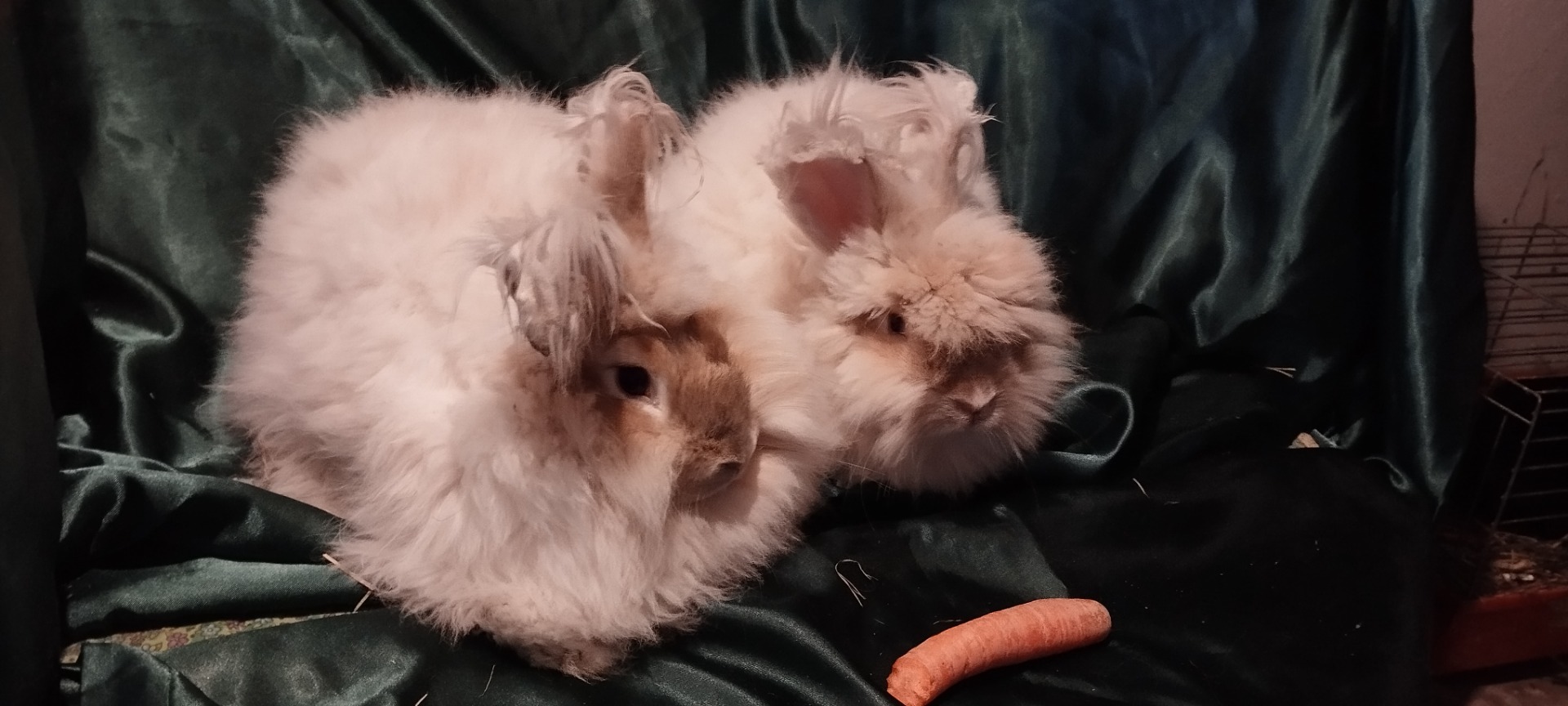 FELIŠKA a FIŠKUS (2024)